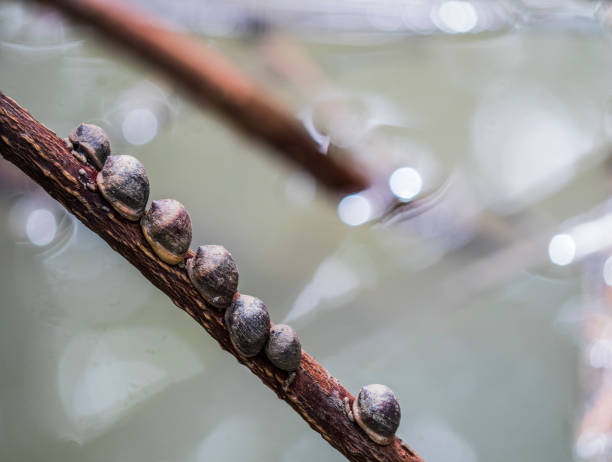 hollow shelled snails on the mangrove tree