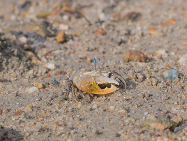 istock A Fiddler crab is on a sandy beach 834963568