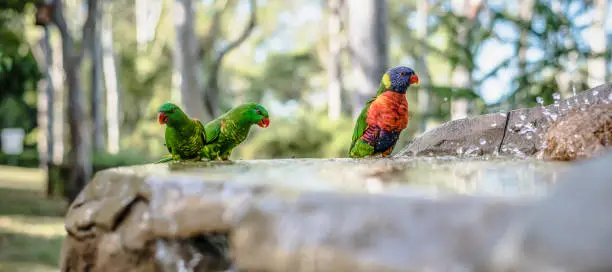 Rainbow lorikeet out in nature during the day.