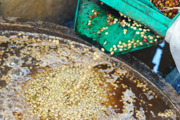 istock Red berries coffee bean process in factory 834969644