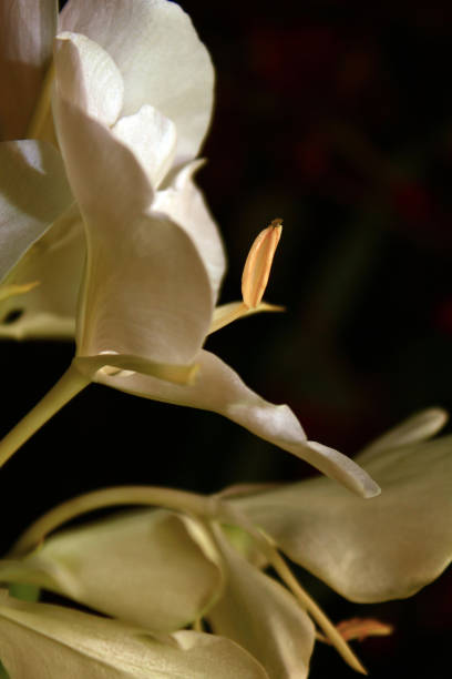 istock Flowers of the world 834975938