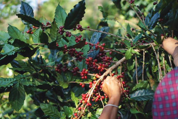 istock A farmer hand picking ripe and raw coffee berries 834976712