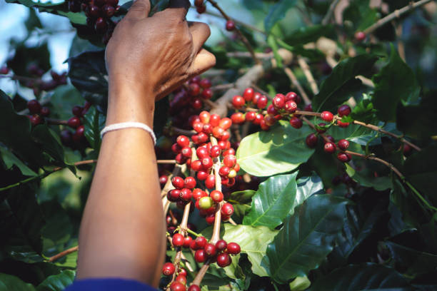 istock A farmer hand picking ripe and raw coffee berries 834976956