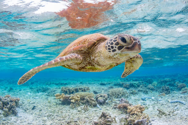 Green Turtle Swimming on the Great Barrier Reef, Queensland, Australia Beautiful Underwater photography of a Green Turtle green turtle stock pictures, royalty-free photos & images