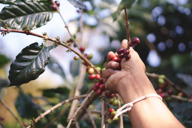 istock A farmer hand picking ripe and raw coffee berries 834977228