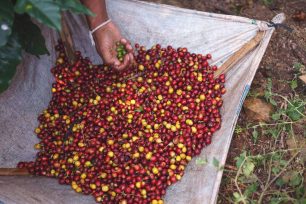 istock A farmer hand picking ripe and raw coffee berries 834977962