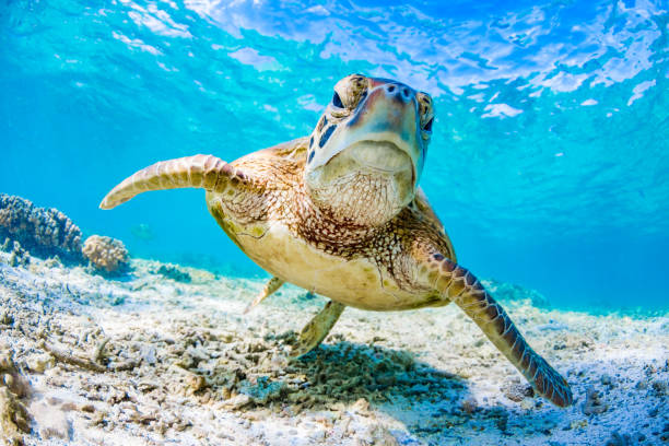 Green Turtle Swimming on the Great Barrier Reef, Queensland, Australia Beautiful Underwater photography of a Green Turtle great barrier reef photos stock pictures, royalty-free photos & images