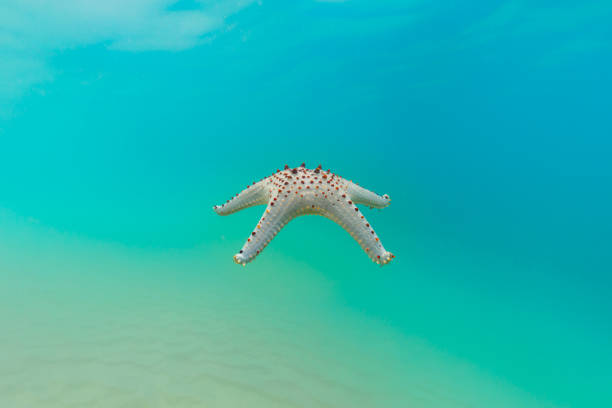 Starfish at Seattle Aquarium