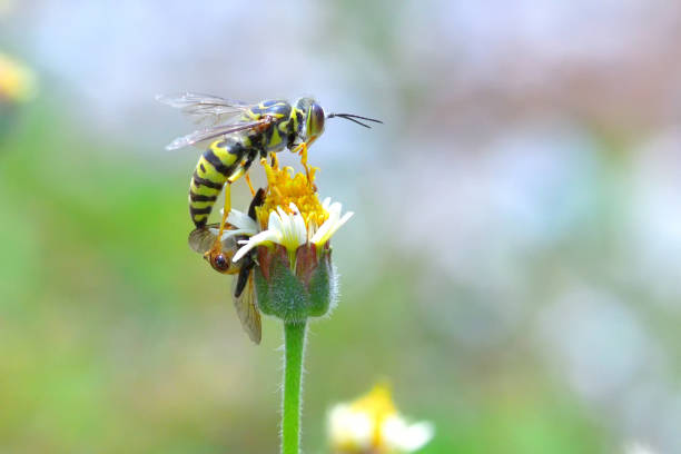 Thyreus Bee that brings happiness. Rare ecological picture that supports the whole body with only the jaw and grooms itself. Close up macro photography.