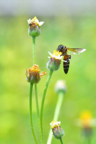 istock a Bee flying to the beautiful flower 835010450