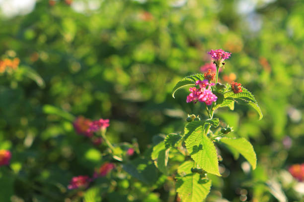 the Natural backgrounds with leave at outdoor