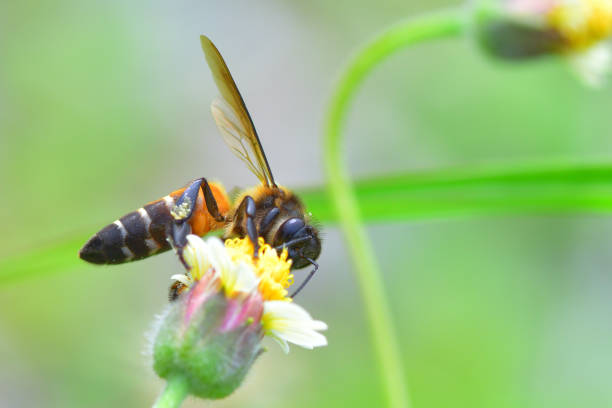 istock a Bee perched on the beautiful flower 835023770