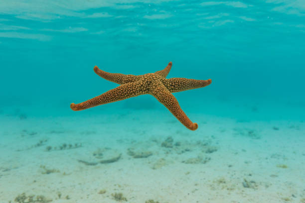 Starfish in a Turquoise Water