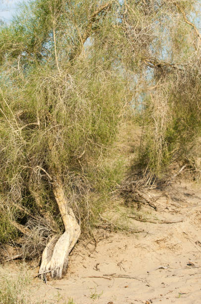 istock steppe summer. Turgai save. Lake in the desert 835024556