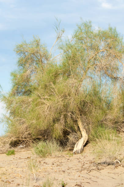 istock steppe summer. Turgai save. Lake in the desert 835024622