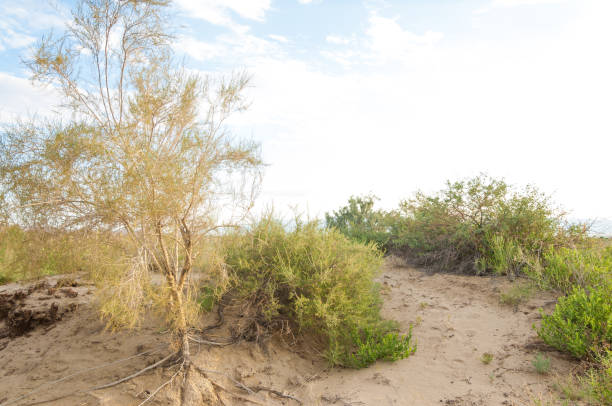 istock steppe summer. Turgai save. Lake in the desert 835024800