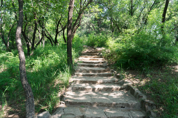 istock Walking On Trail In The Woods 835028718