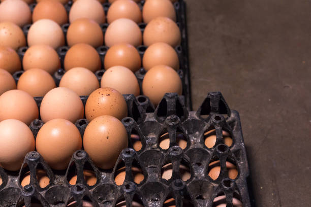 istock fresh egg food ingredient in the package on table 835035072