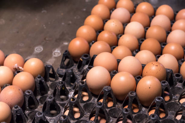 istock fresh egg food ingredient in the package on table 835035076