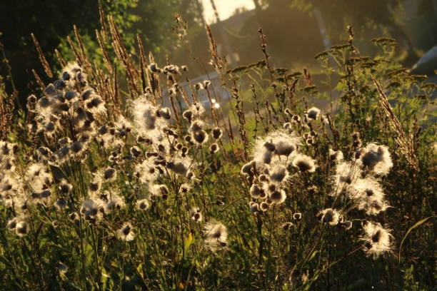 istock Summer background - thistle fluff in the sun 835035560