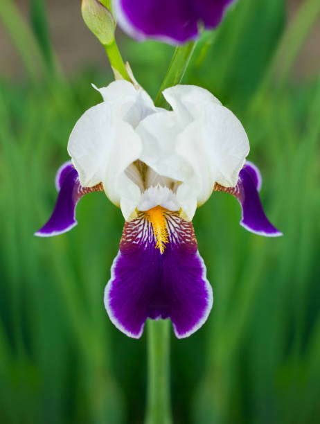 istock White purple flower of iris 835042976