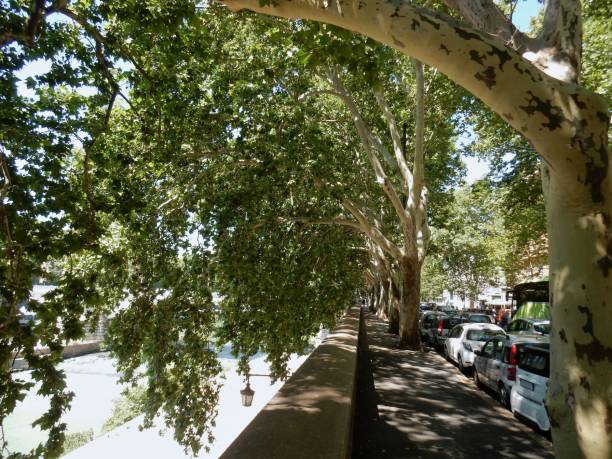 istock Rome - Platani on the Lungotevere de' Cenci 835056472
