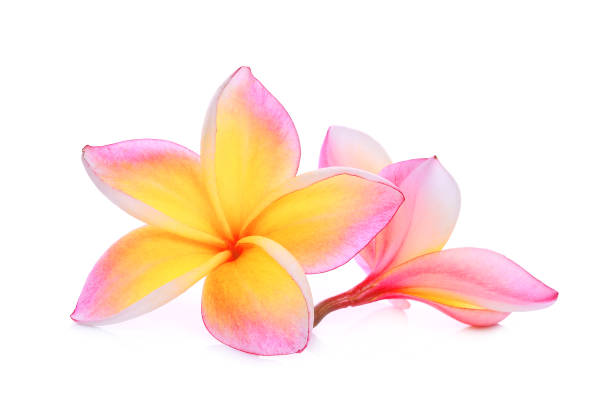 istock pink frangipani or plumeria (tropical flowers) isolated on white background 835061464