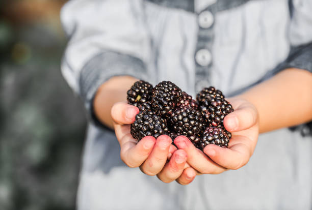 istock girl holding in hand fresh blackberries 835064394