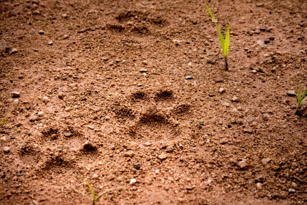 Beetle tracks in the desert sand
