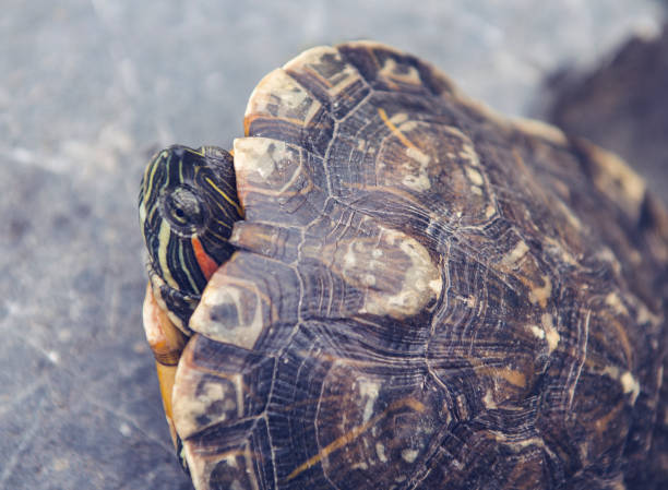 istock Freshwater turtle in a park 835070728