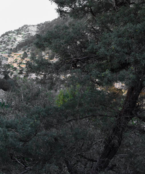 istock Avakas Gorge. Nature trail. Cyprus island 835071130