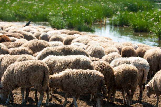 istock A herd of sheep, cows on the watering place, 835076824