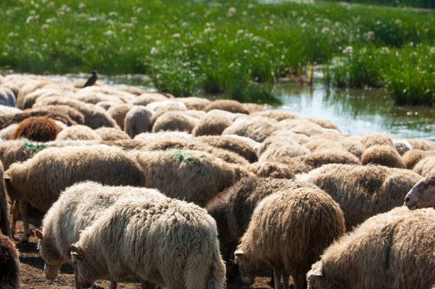 istock A herd of sheep, cows on the watering place, 835077034