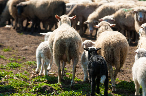 istock A herd of sheep, cows on the watering place, 835077224