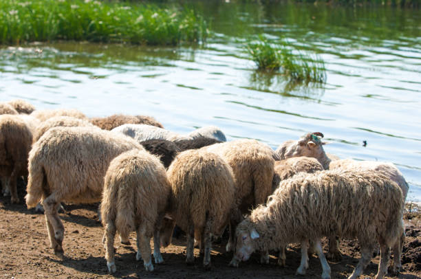 istock A herd of sheep, cows on the watering place, 835077228