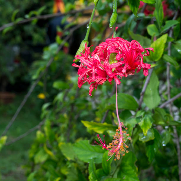 istock Hanging down red hibiscus flower in graden 835078938