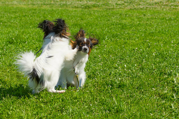 istock dog of terrier Close-up 835085052