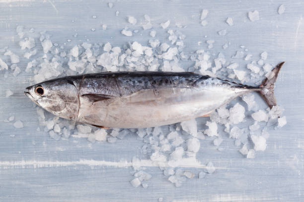 frischer thunfisch auf eis - coho salmon stock-fotos und bilder