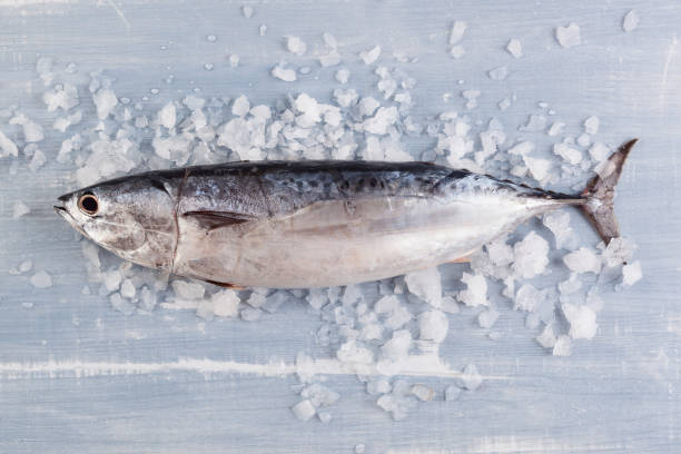 Fresh tuna fish on ice