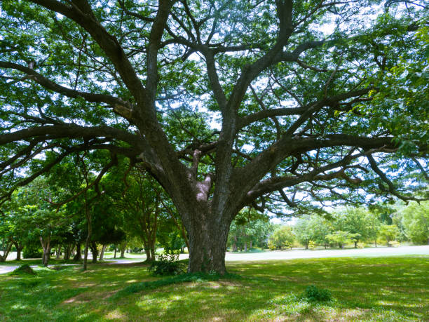 istock Old and giant rain tree on a green field with fresh little trees around it, blue sky background 835113196