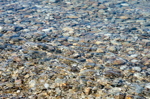istock pebble stones into the clean water 835115366