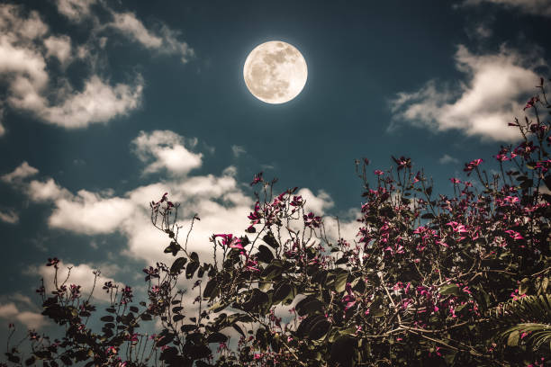 istock Flowers blooming against night sky with bright full moon. 835115546