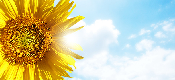 sunflower with blue sky and beautiful sun / sunflower
