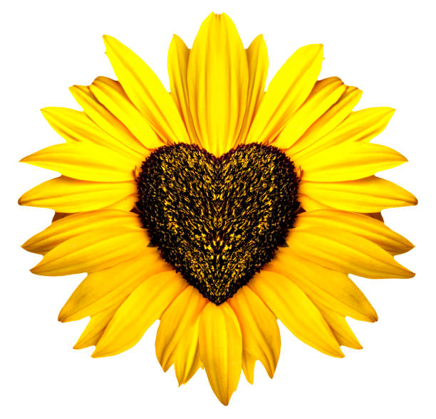 Sunflowers in the form of heart on a white background. Sunflowers in the form of heart on a white background. sunflower star stock pictures, royalty-free photos & images