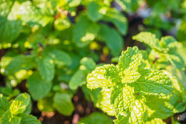 istock Fresh mint plant at organic vegetable garden 835130166