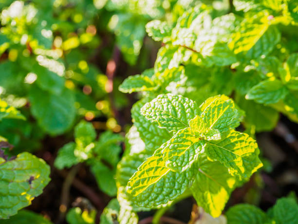 istock Fresh mint plant at organic vegetable garden 835130174