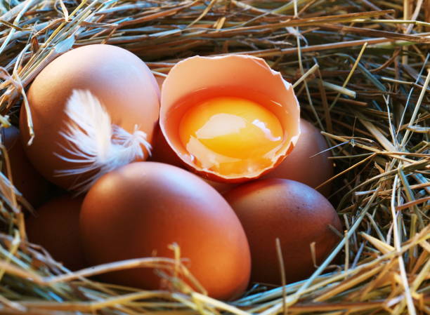 istock Chicken eggs in the straw with half a broken egg in the morning light. 835145082