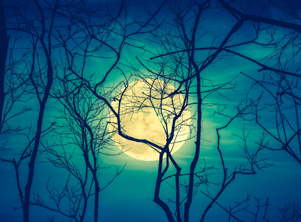 istock Silhouettes of dry tree against sky and beautiful full moon. 835145246