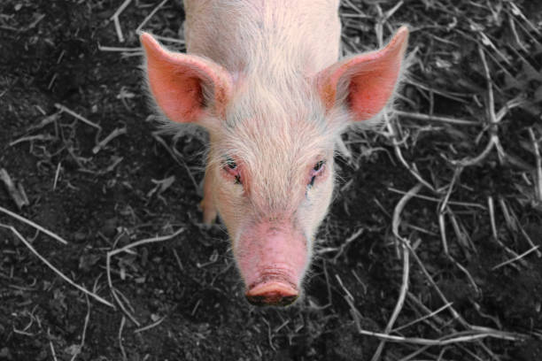 istock Portrait of a pink piglet 835145438