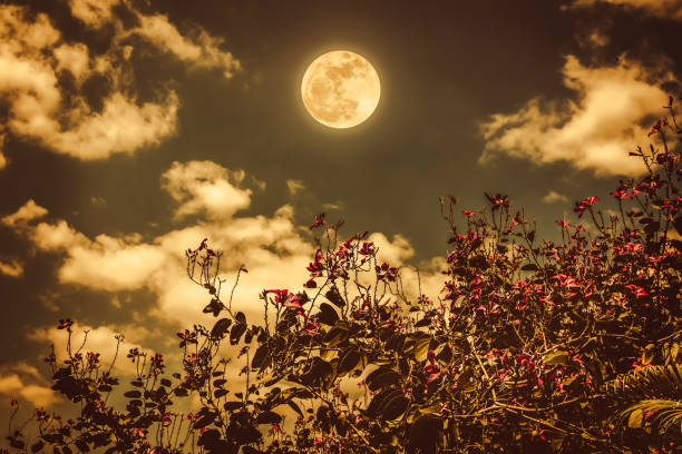 istock Flowers blooming against night sky with bright full moon. 835146028